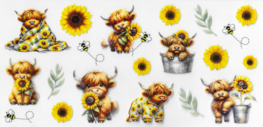Sunflowers & Highland Cows